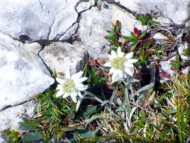 foto Croda del Becco